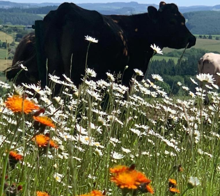 Appartement Urlaub Mit Hund Auf Dem Bauernhof Hofswald à Euscheid Extérieur photo